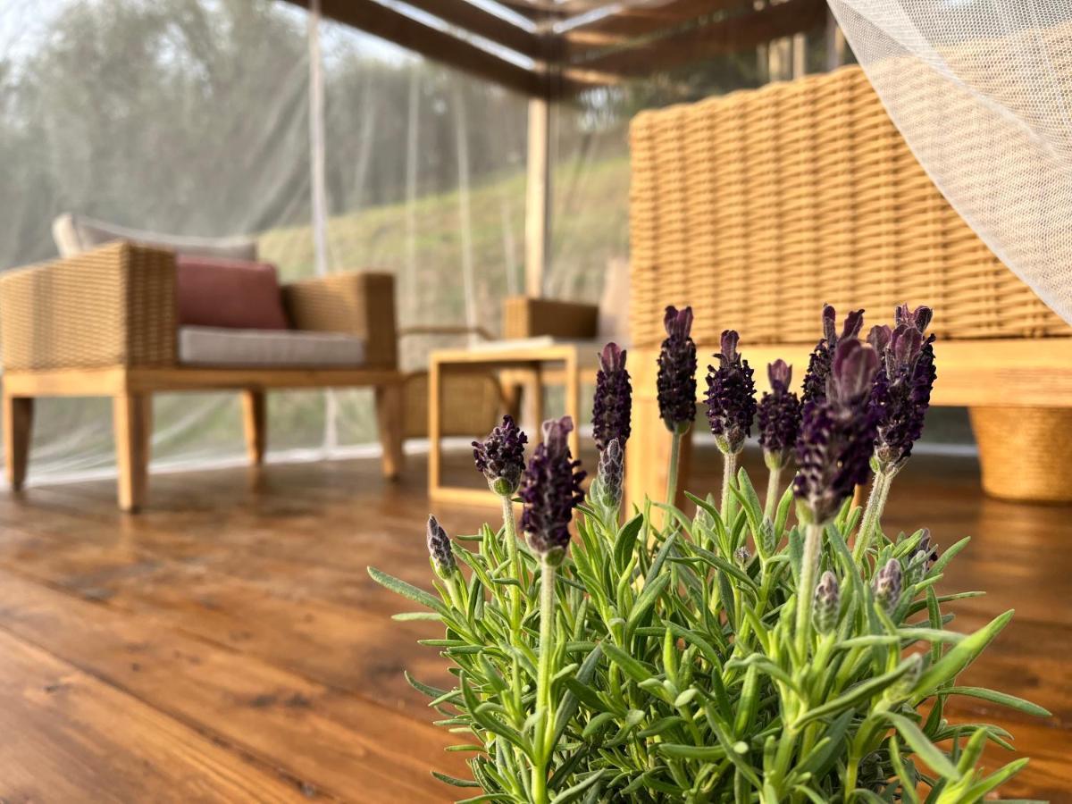 Casa Del Pino Bed & Breakfast Borgo a Buggiano Dış mekan fotoğraf